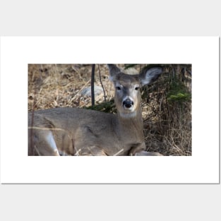 White tailed deer chillin. Posters and Art